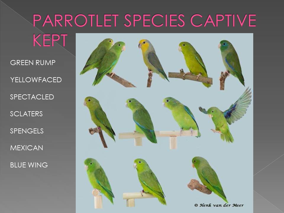 Smallest Parrot in Aviculture Slide